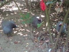 GALLINAS GUINEAS