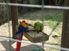 ESTOS SON ALGUNOS ANIMALES QUE SE ENCUENTRAN EN EL PARQUE COMO LAS GUARAS